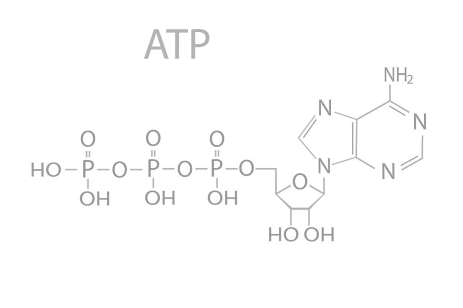 Adipotide (FTPP) Actions on Fat Cell Size and Metabolism